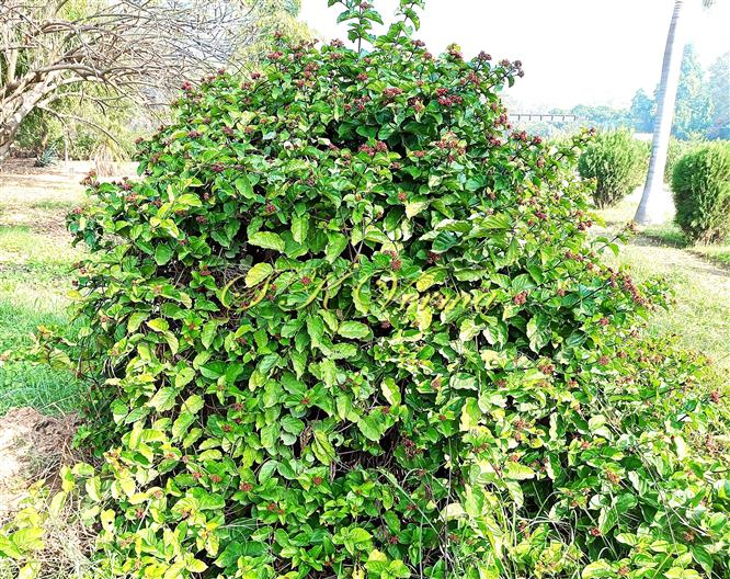 Plant